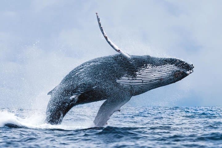 Whale Watching from Reykjavík: Guided Boat Tours in Faxaflói Bay