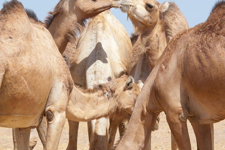 Al Ain Private Day Tour from Dubai — Oasis, Forts & Jebel Hafeet photo 3