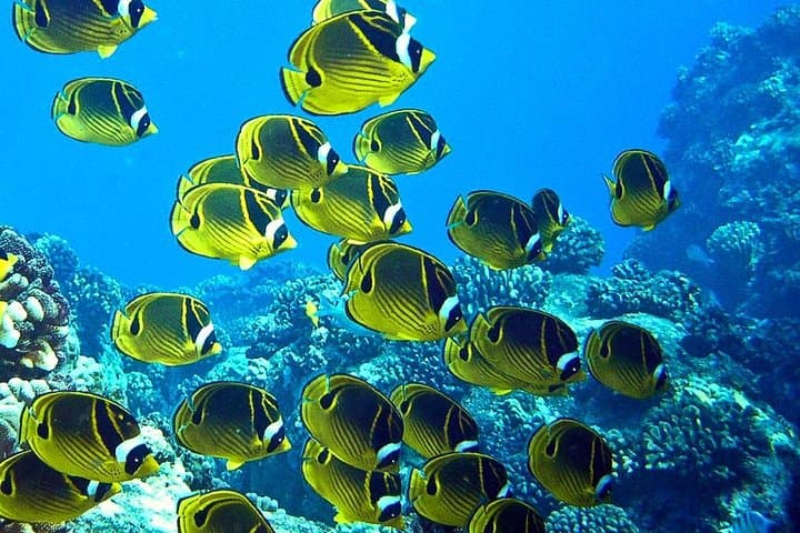 Hilo Zodiac Dolphin & Tropical Reef Snorkel Adventure