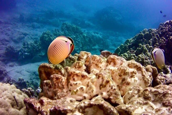 Hilo Zodiac Dolphin & Tropical Reef Snorkel Adventure photo 4