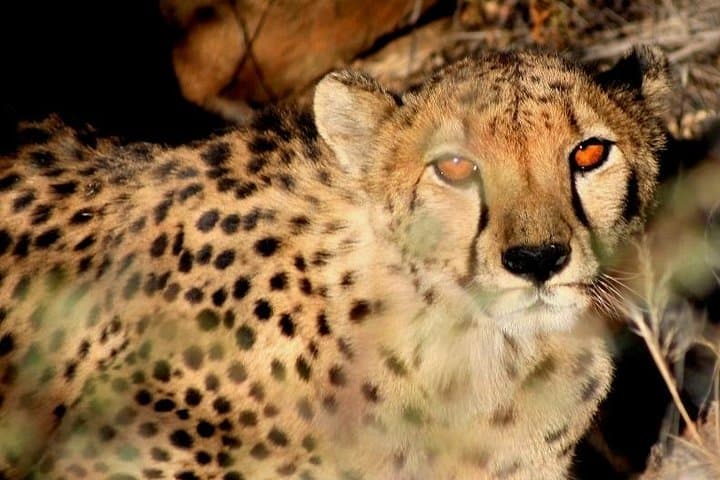 10-Day Namibia Highlights: Sossusvlei, Etosha & Damaraland Guided Tour
