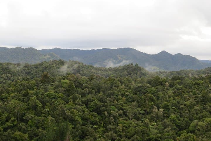 Northland Rainforest Day Walk — Guided Birding & Koura Spotting