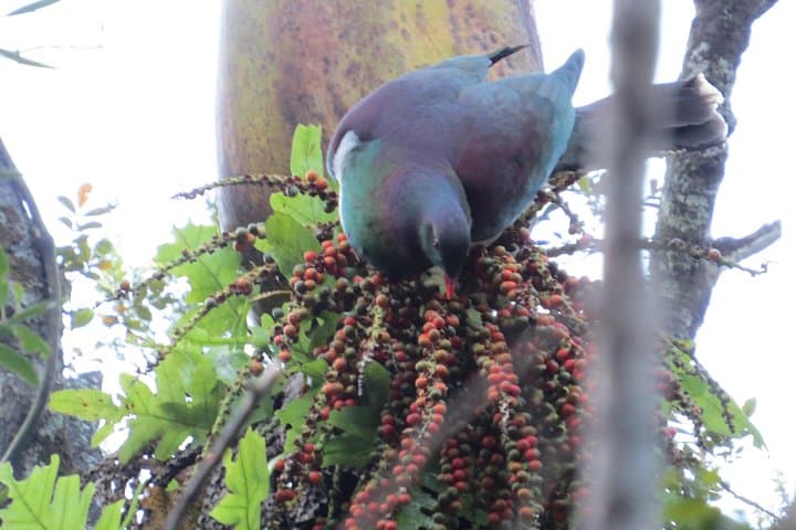 Northland Rainforest Day Walk — Guided Birding & Koura Spotting photo 2