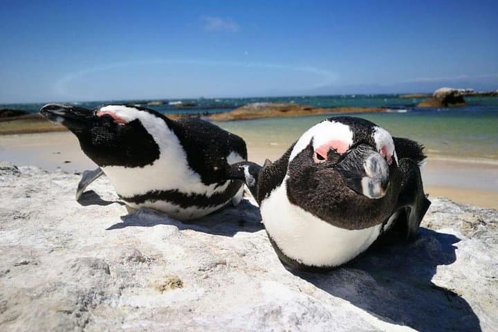 Half-Day Cape Peninsula Tour: Chapman's Peak, Cape Point & Boulders Penguins photo 6