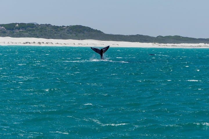 Cape Town to Hermanus Whale Watching Day Tour — Southern Right Whales & Coastal Sights photo 3