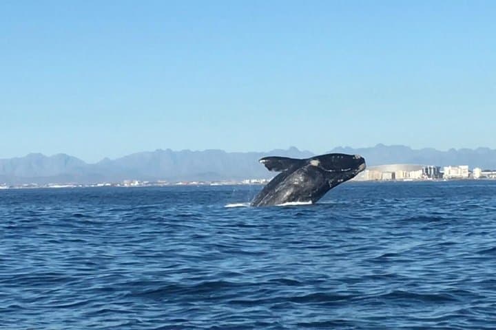 Cape Town to Hermanus Whale Watching Day Tour — Southern Right Whales & Coastal Sights photo 2