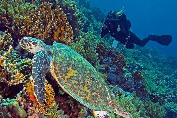 Hurghada Daily Scuba Dive Trip — Red Sea Two-Dive Adventure