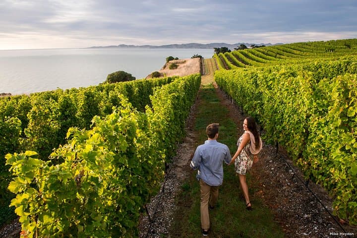 Taste the Wines of Marlborough: Full-Day Sauvignon Blanc & Pinot Noir Tour from Blenheim