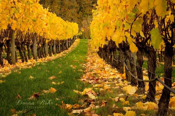 Marlborough Half-Day Wine Tour from Blenheim — Cellar Doors & Chocolate photo 2