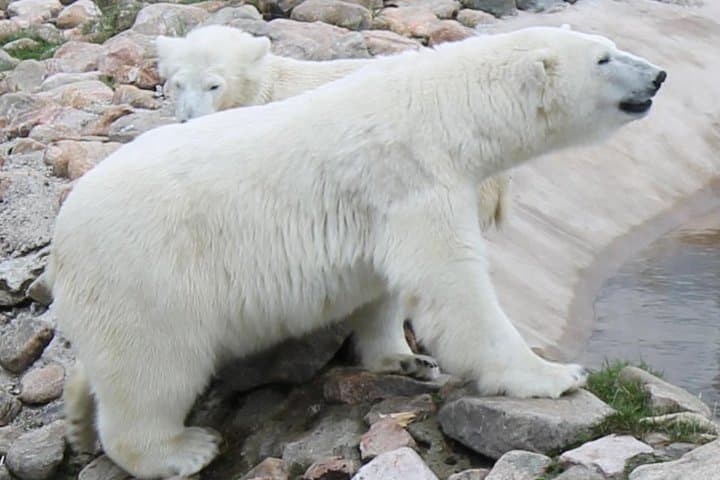 Shuttle to Ranua Wildlife Park from Rovaniemi – Day Trip to Arctic Animals photo 2