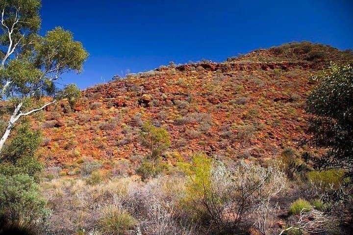 Palm Valley 4WD Tour from Alice Springs: Finke Gorge Oasis & Amphitheatre photo 3