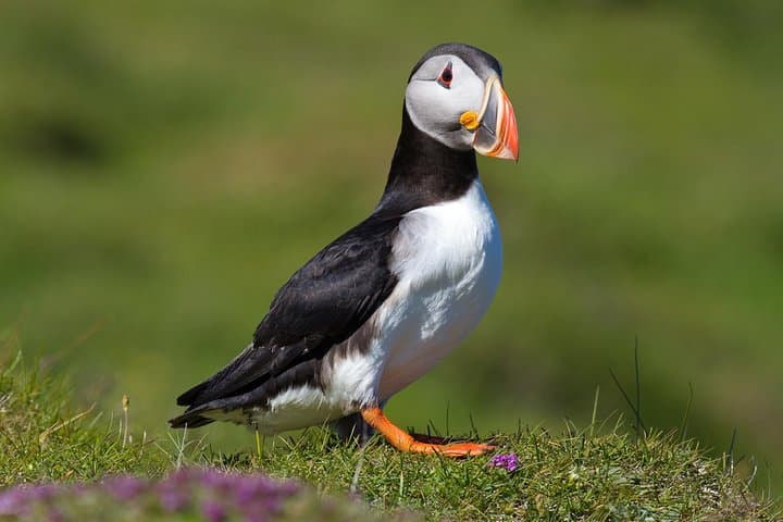 Puffin and Volcano Tour with Ebbi — Heimaey Puffins, Eldfell Crater & Viking Town