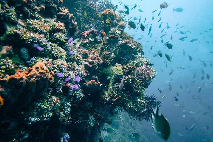 Tulamben USS Liberty Shipwreck: Shore Dive Through Bali’s Coral-Covered Wreck photo 3