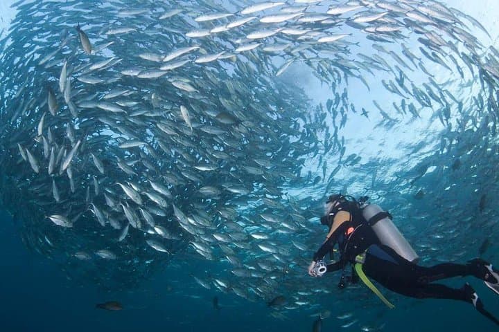 Dive the USS Liberty Wreck: Tulamben Two‑Dive Day Trip from Ubud