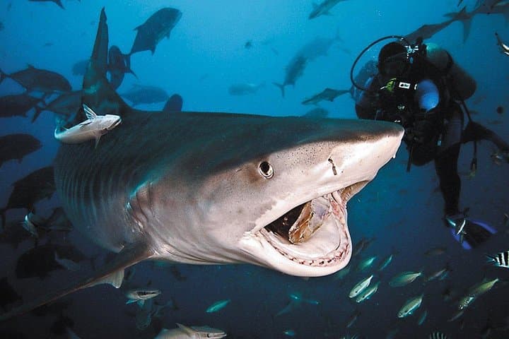 Ultimate Shark Encounter at Beqa Lagoon: Two‑Tank Shark Dive in Fiji photo 2
