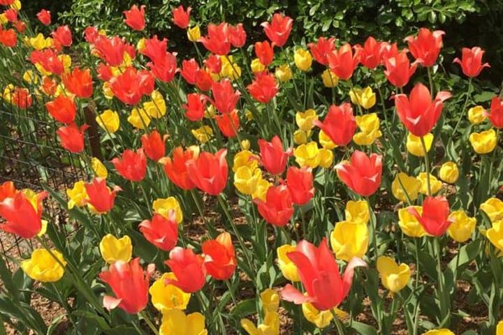 Central Park to the Upper East Side: 2–3 Hour Guided Walking Tour of Manhattan's Iconic Green Space photo 3