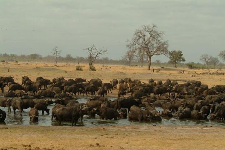 Full-Day Hwange National Park Safari from Victoria Falls — Wildlife Day Trip