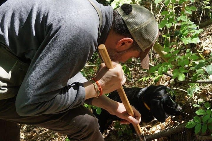 Truffle Hunting Near Montalcino: Black Scorzone Foraging and Tasting photo 1