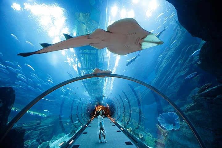 Modern Dubai: Burj Khalifa Views and Dubai Aquarium Discovery