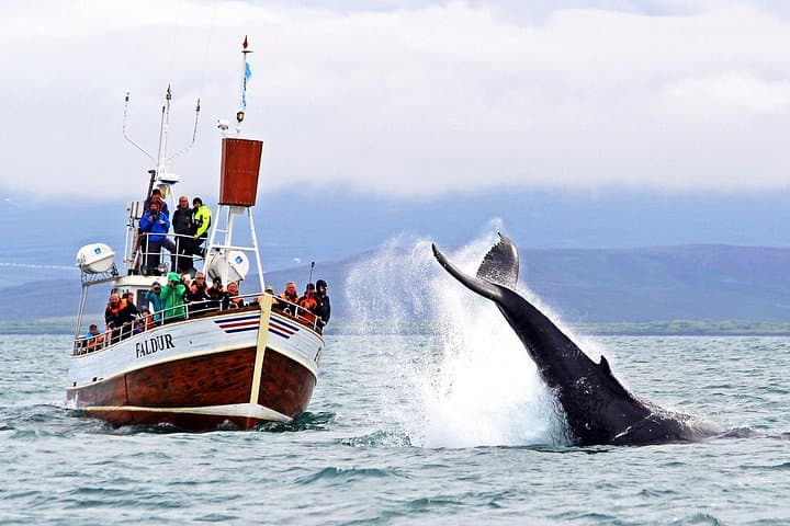 Traditional Whale Watching in Húsavík: Family-Led Oak Boat Tours in Skjálfandi Bay