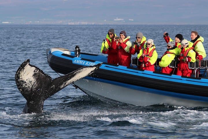 Big Whale Safari & Puffins Speedboat Tour from Húsavík — RIB Adventure in Skjálfandi Bay