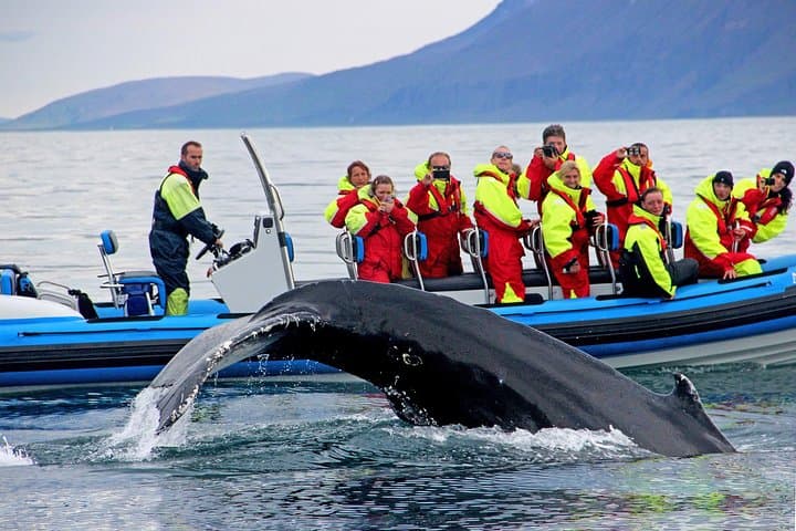 Big Whale Safari & Puffins Speedboat Tour from Húsavík — RIB Adventure in Skjálfandi Bay photo 2