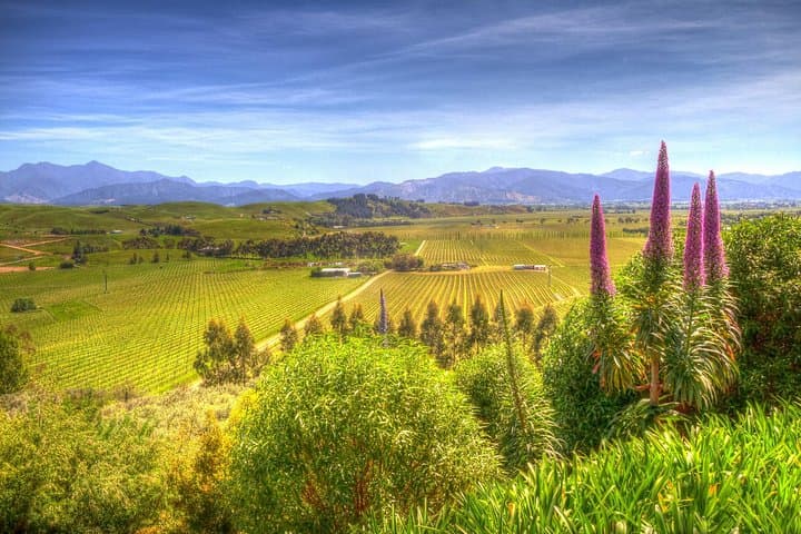 Marlborough Wine Gourmet & Scenic Delight Tour from Blenheim