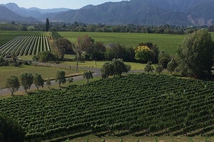 Marlborough Half-Day Wine & Gourmet Tasting Tour from Blenheim — Vineyards, Views, and Local Flavors