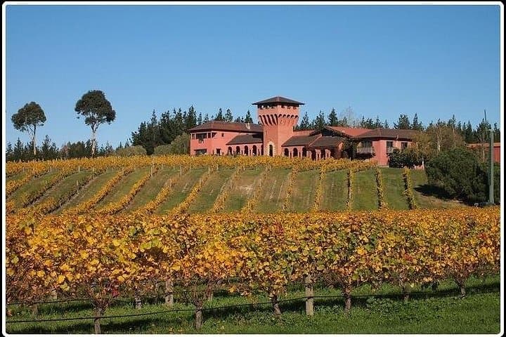 Private Winter Wine & Scenic Tour from Picton — Marlborough's Vineyards and Views photo 1
