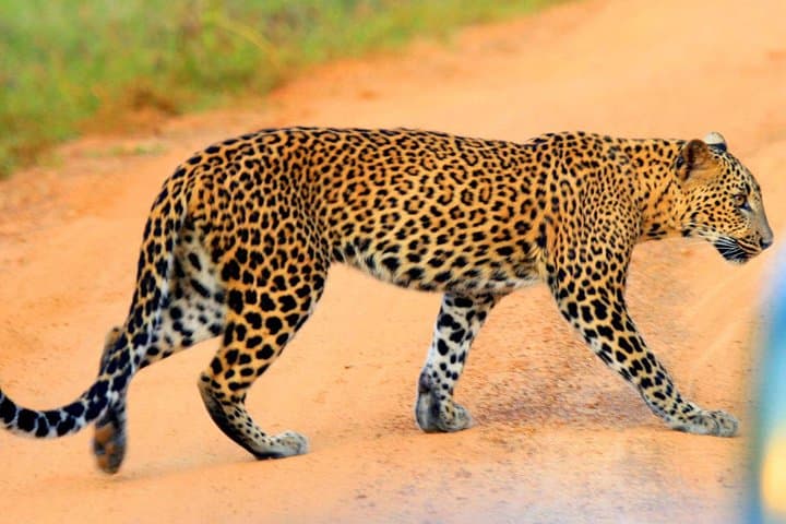 Yala National Park Private Safari from Bentota — Day Trip Guide