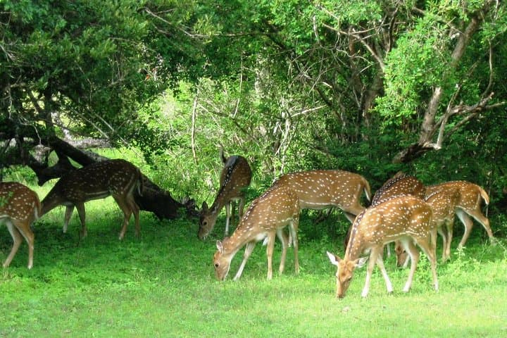 Yala National Park Private Safari from Bentota — Day Trip Guide photo 2