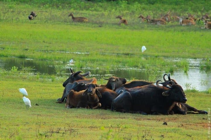 Udawalawe National Park Private Safari from Bentota & Kalutara photo 2