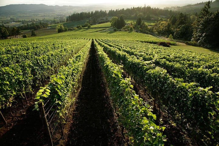 Chianti Vineyards Private Tour: Full-Day Luxury Van Wine Tasting from Florence photo 2