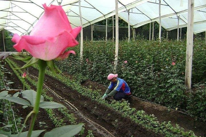 Otavalo, Quitsato & Rose Plantation: Private Day Tour from Quito photo 4