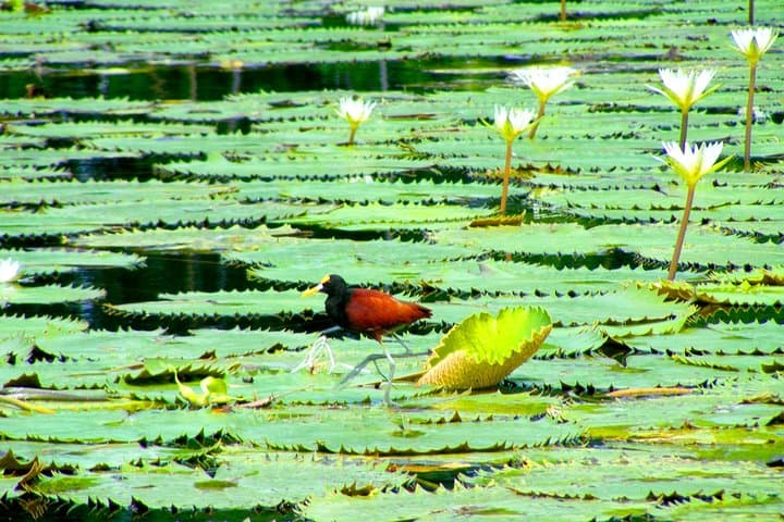 3-Day Jamaica Cultural Tour: Appleton Estate, Black River Safari & Negril