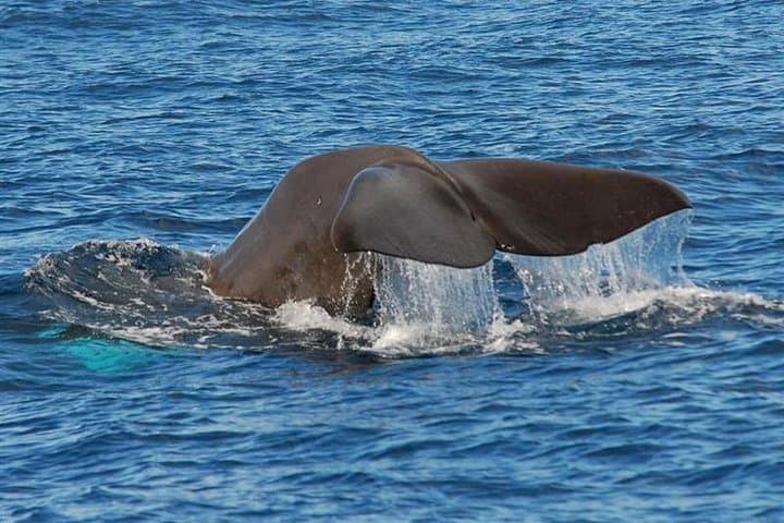 Whale and Dolphin Watching from Calheta: RIB Boat Encounters in Madeira photo 2