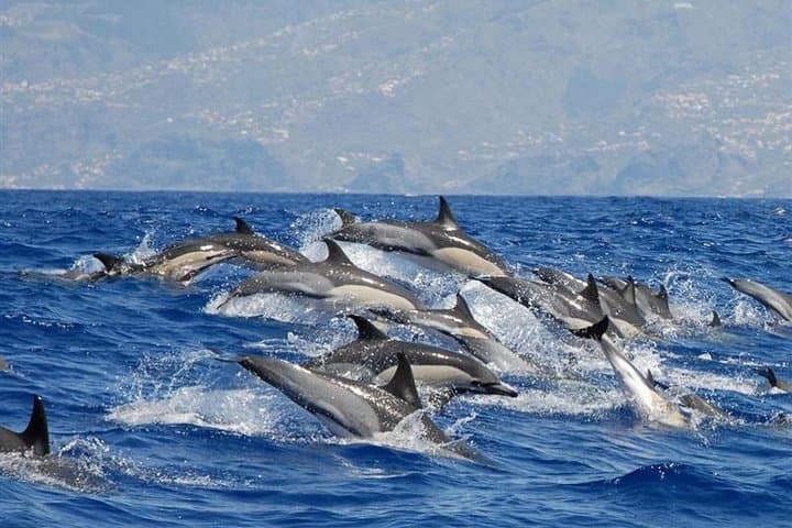 Whale and Dolphin Watching from Calheta: RIB Boat Encounters in Madeira