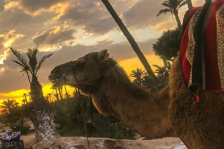 Sunset Camel Ride in Marrakech's Palmeraie: Mint Tea, Berber Culture & Golden Dune Views photo 1