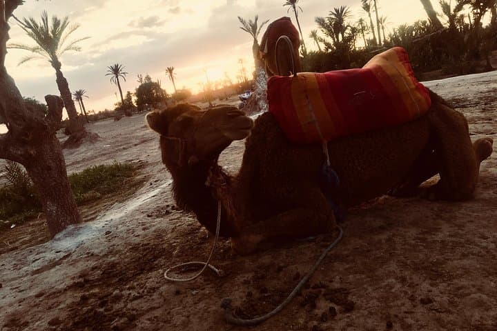 Sunset Camel Ride in Marrakech's Palmeraie: Mint Tea, Berber Culture & Golden Dune Views photo 2