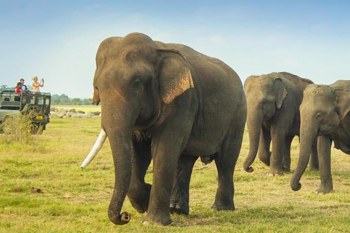 Chasing Giants: Minneriya National Park Private Jeep Safari from Habarana photo 1