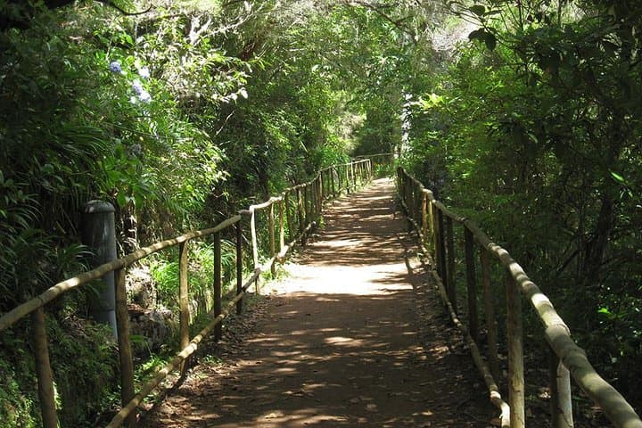 Levada do Caldeirão Verde: Classic Queimadas-to-Caldeirão Verde Levada Hike from Funchal photo 4