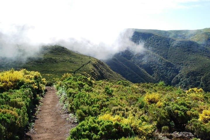 Fanal Assobiadores: Paul da Serra to Fanal Laurissilva Walk photo 6