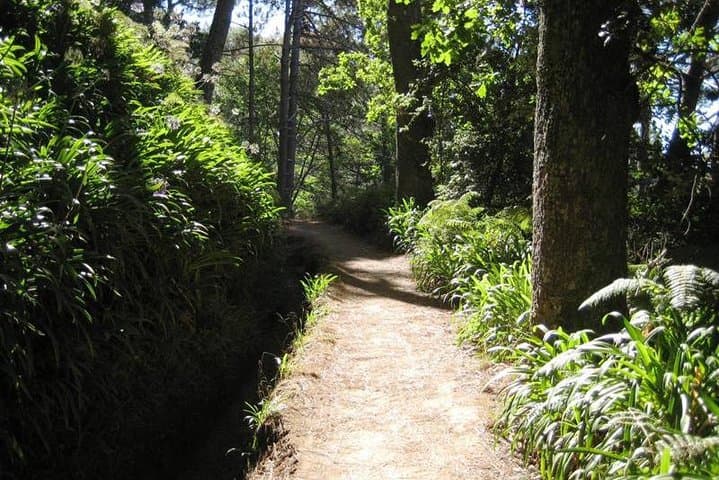 Paradise Valley Levada Walk: 5.5 km Madeira Highlands Hike