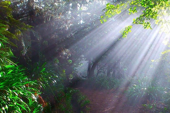 Paradise Valley Levada Walk: 5.5 km Madeira Highlands Hike photo 2