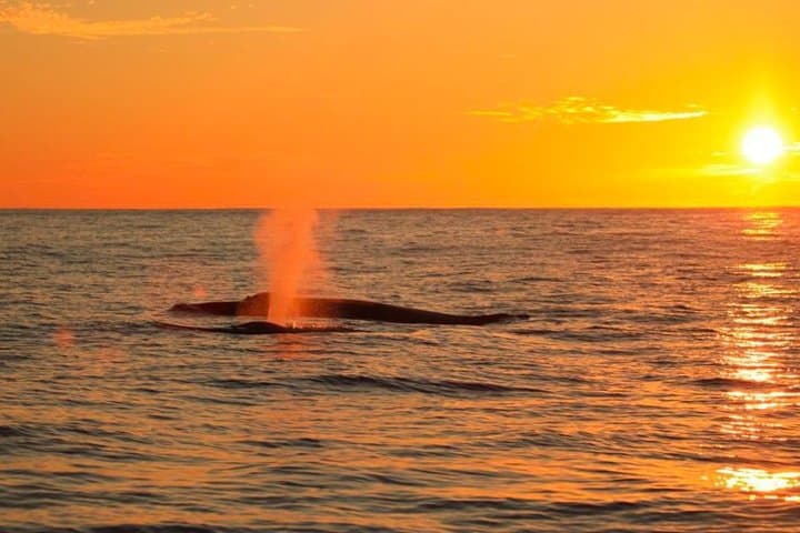 Whale Concert Discovery: Hydrophone Sunset Tour in Cabo San Lucas