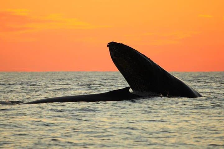 Whale Concert Discovery: Hydrophone Sunset Tour in Cabo San Lucas photo 2