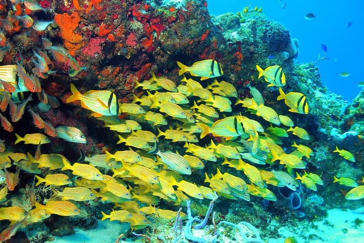 Puerto Morelos Snorkeling Tour — Explore the Mesoamerican Reef from Cancun photo 3
