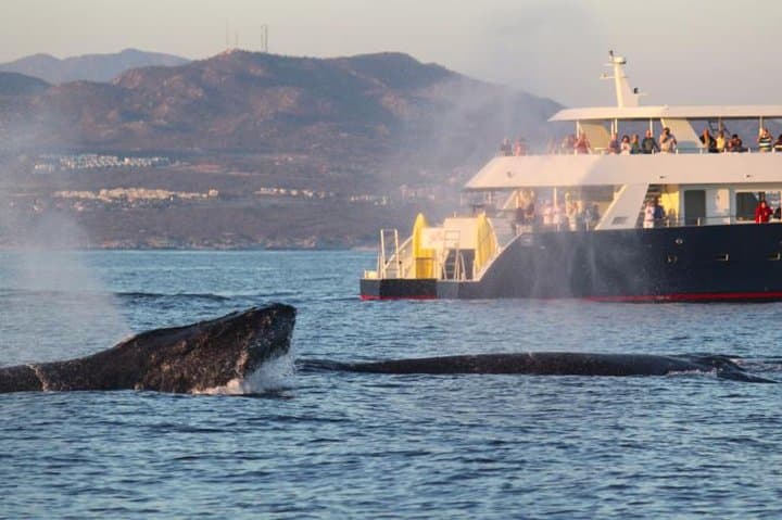 Cabo San Lucas Whale-Watching Discovery Cruise with Brunch or Dinner