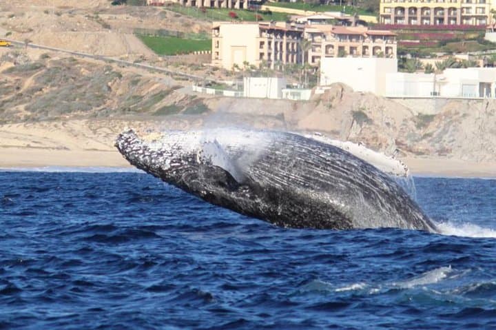 Cabo San Lucas Whale-Watching Discovery Cruise with Brunch or Dinner photo 2