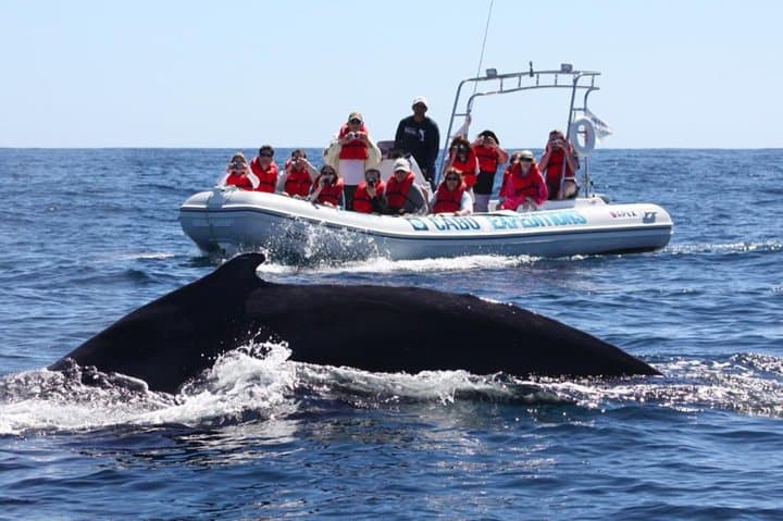 Zodiac Whale-Watching Adventure in Los Cabos: Up-Close Tours from Cabo San Lucas